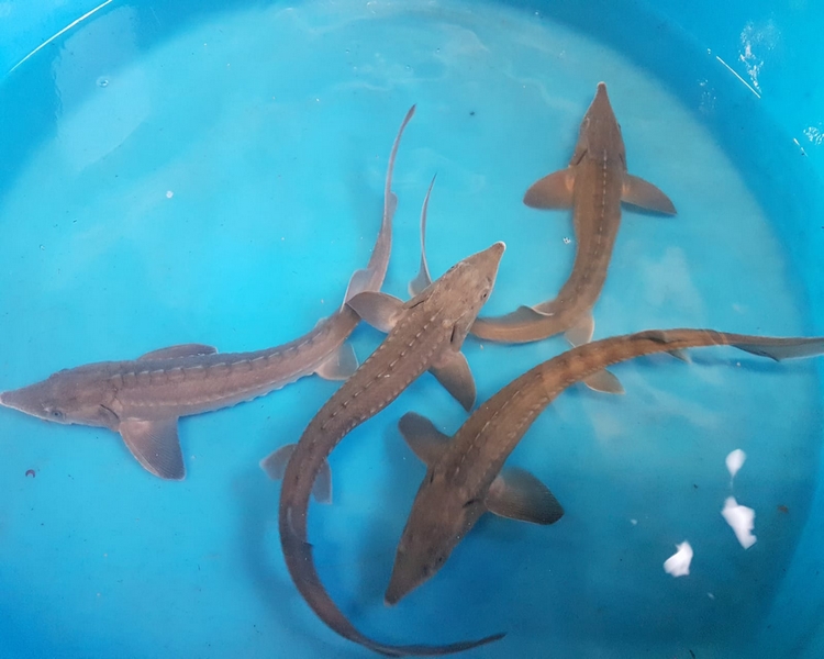 live sturgeon for sale