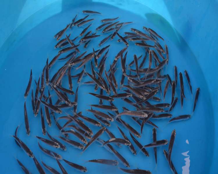 Buy Golden & Blue Orfe Online - The Carp Co