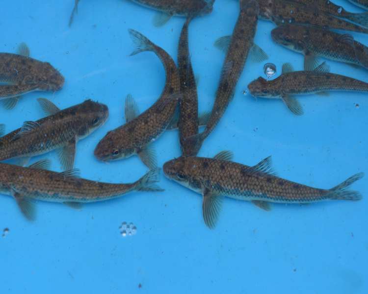 english pond fish