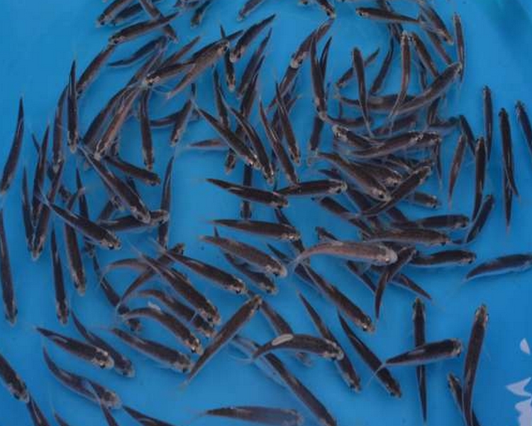 Buy Golden & Blue Orfe Online - The Carp Co