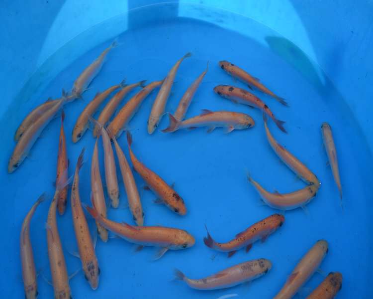 Buy Golden & Blue Orfe Online - The Carp Co