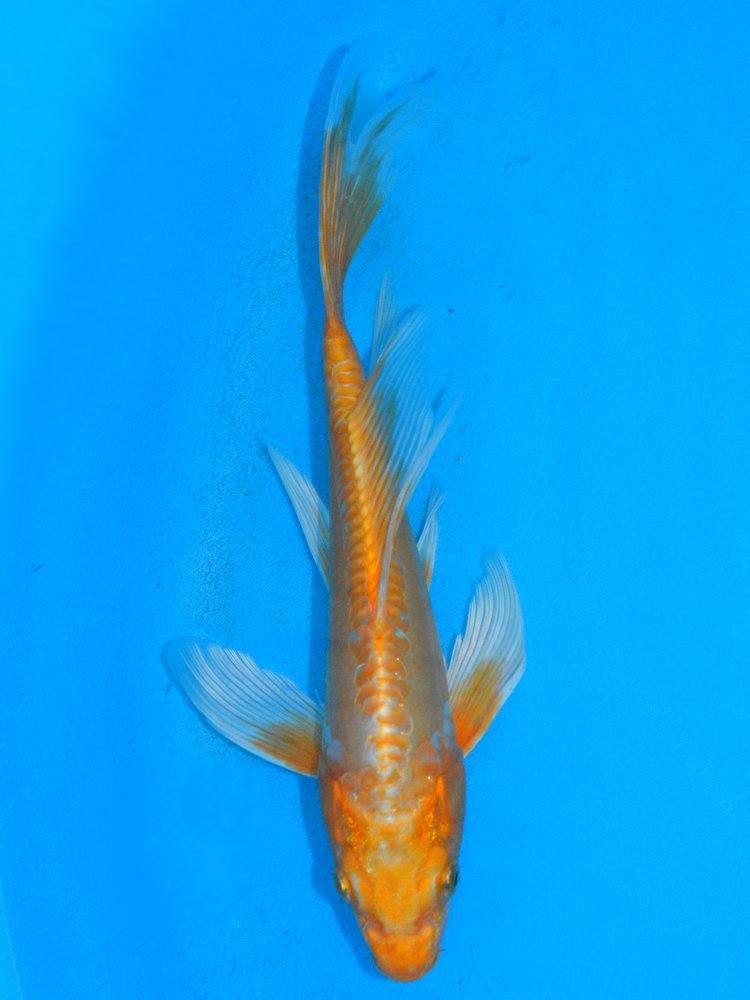 12" (30cm) Butterfly Doitsu Orengi Ogon - BF1208A