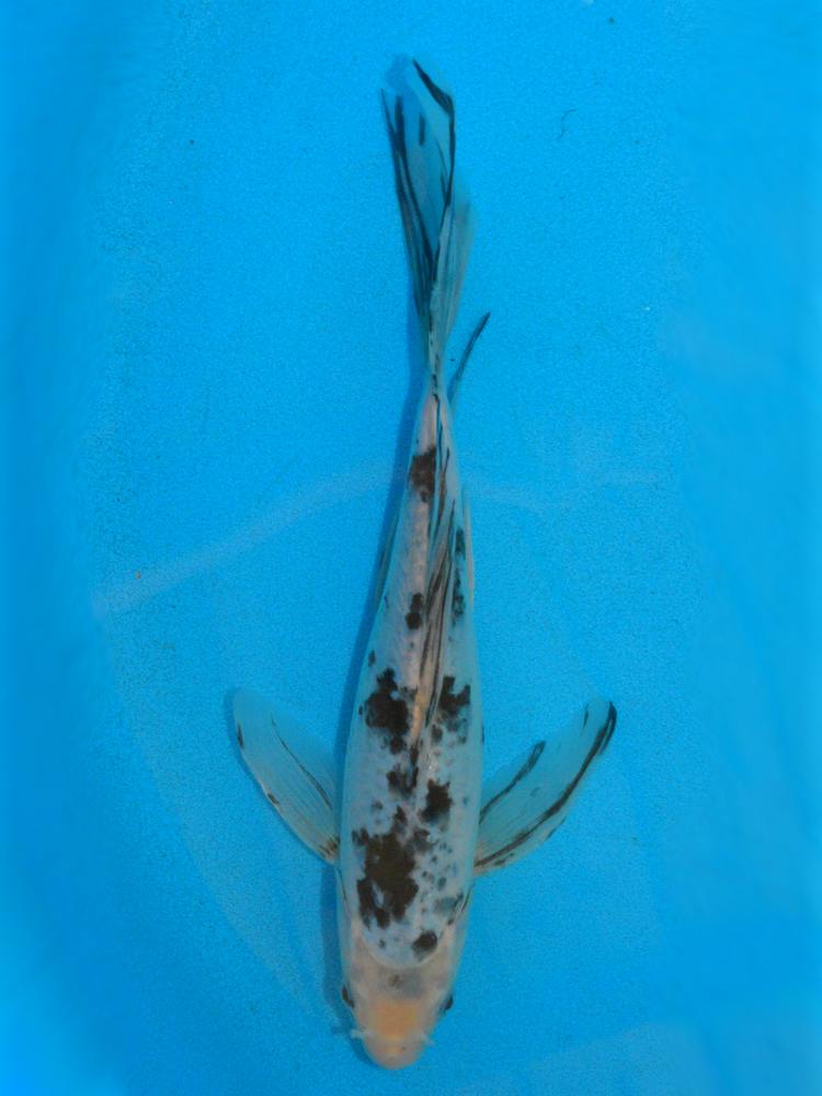 13" (33cm) Butterfly Shiro Bekko - BF1208H