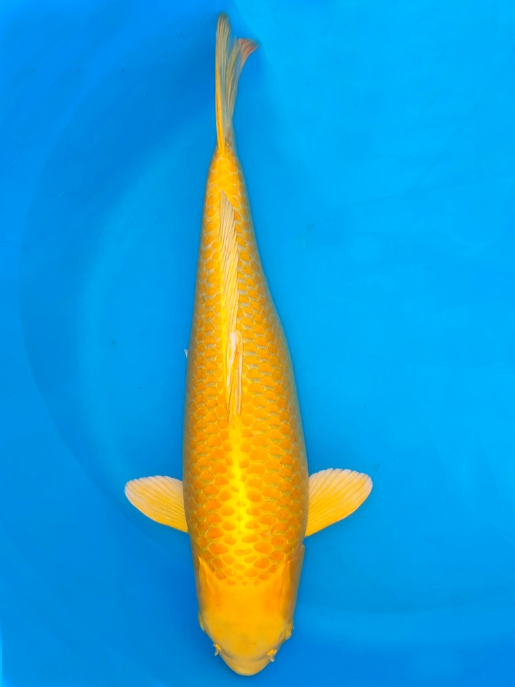 Buy Quality Yoshikigoi Koi Delivered to your door The Carp Co