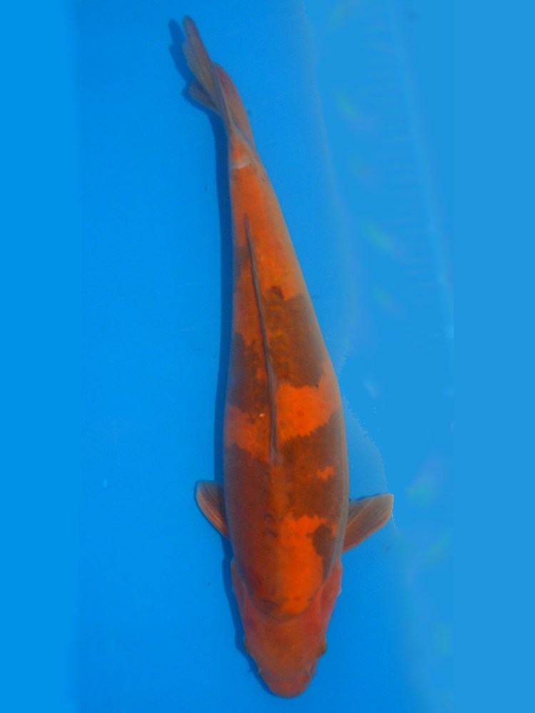 18" (45cm) Yoshikigoi Female Char Utsuri - DP1803C