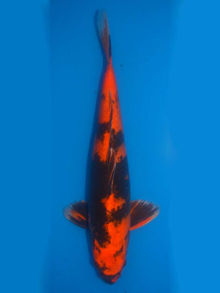 18" (45cm) Yoshikigoi Female Kin Utsuri - DP1903O