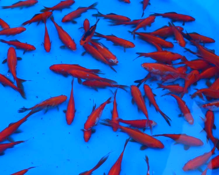 3-4" (7-10cm) Red Goldfish SPECIAL OFFER