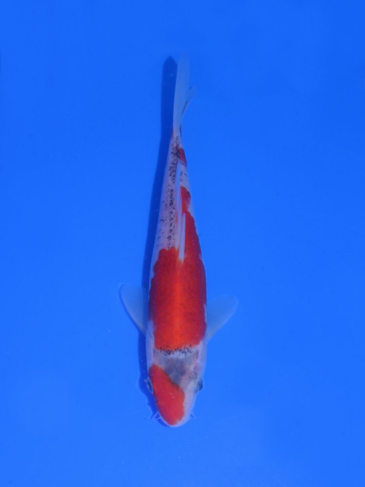 7" (18cm) Hiroi Goshiki - #HI1911R