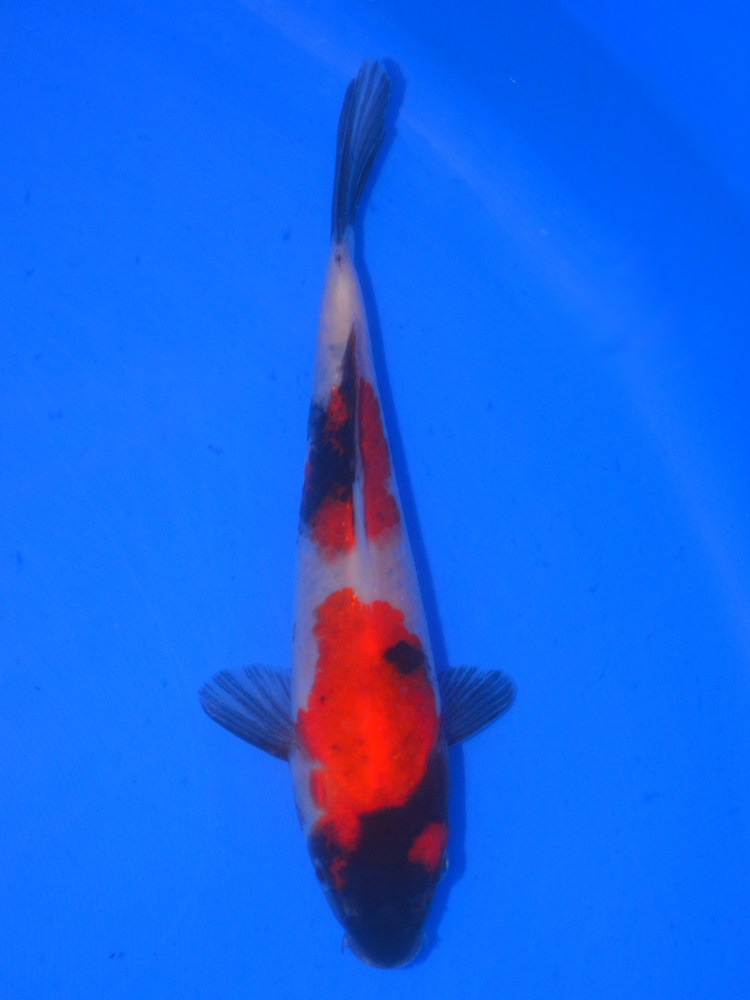 8" (20cm) Izumiya Showa #IZ2403M