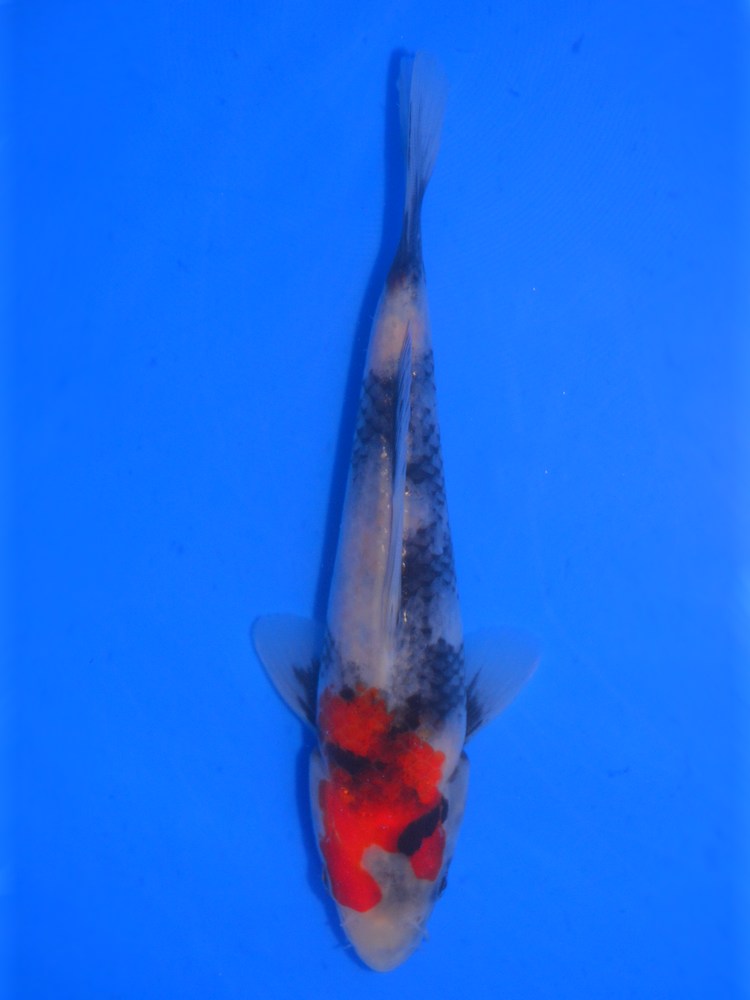 8" (20cm) Izumiya Showa #IZ2403P