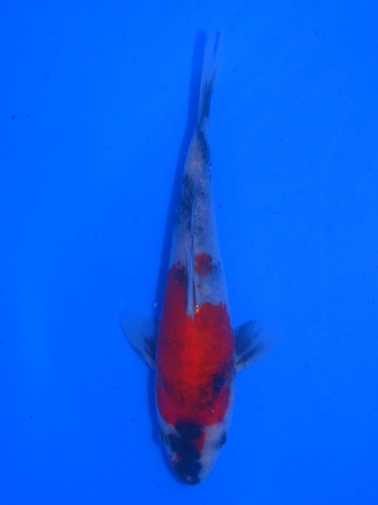 6.5" (16cm) Izumiya Showa #IZ2403Y