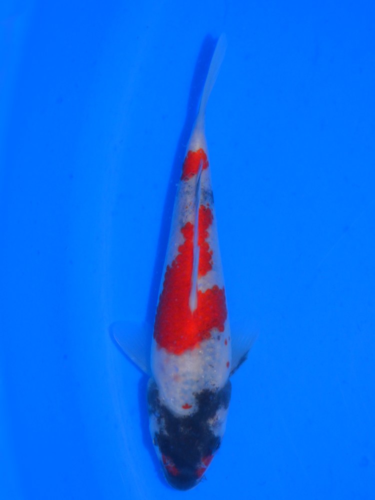 6.5" (16cm) Izumiya Showa #IZ2603D