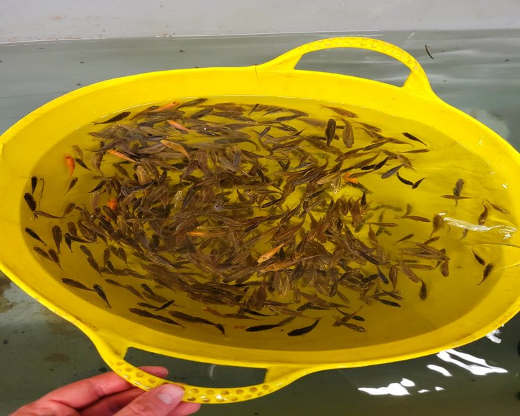 Buy Koi Carp Online The Carp Co