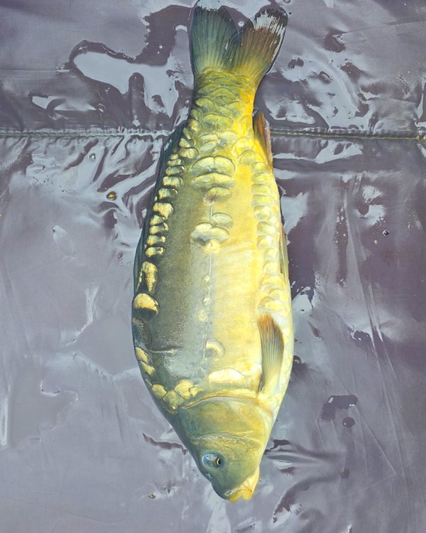 13.5" (34cm) Female Mirror Carp #MC1410B