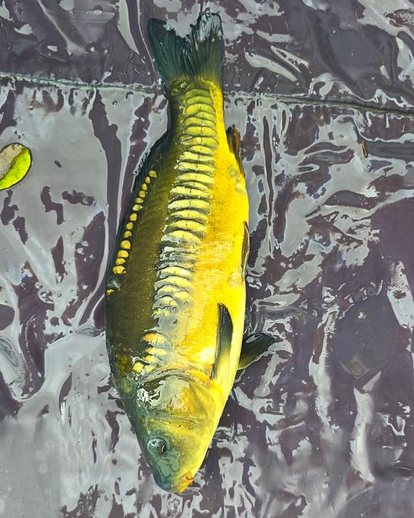 12" (30cm) Male Mirror Carp #MC1410G