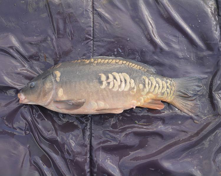 18.5" (46.5cm) 6lb Male Mirror Carp #MC2801I
