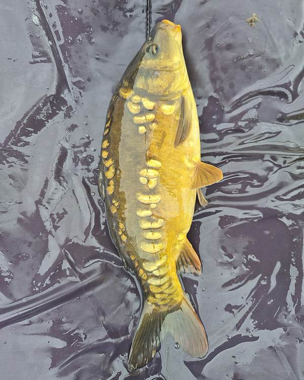 14" (35.5cm) Male Mirror Carp #MC2910J
