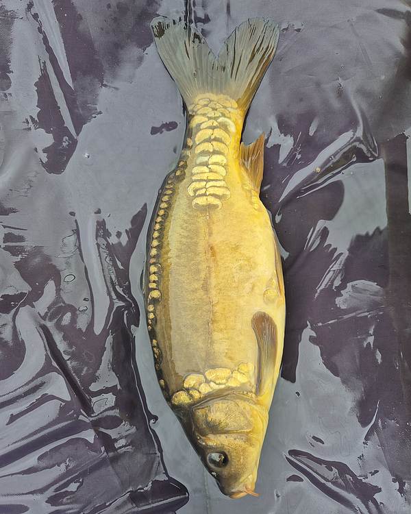 13.5" (34cm) Female Mirror Carp #MC2910N