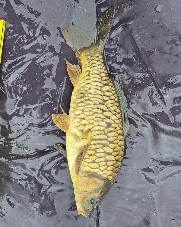 13" (33cm) Male Fully Scaled Mirror Carp #MC2910R
