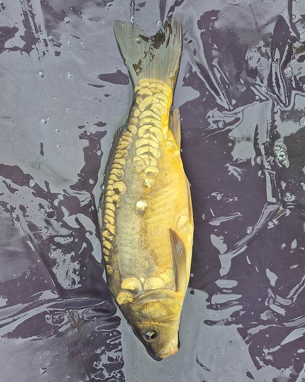 14" (35.5cm) Female Mirror Carp #MC2910X