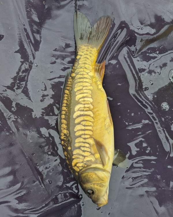 13.5" (34cm) Female Mirror Carp #MC3010E