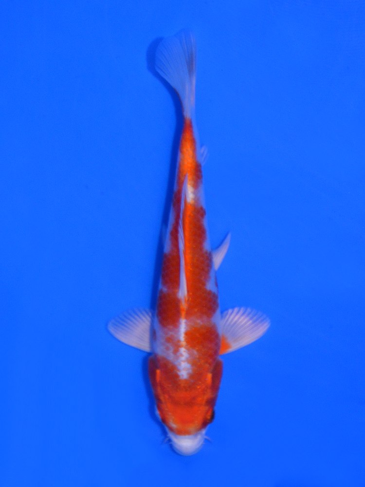 7" (17cm) Miyatora Hariwake - #MI2607I