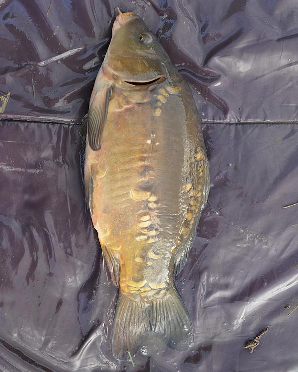 18.5" (46.5cm) 6lb Female Mirror Carp #MC2801E