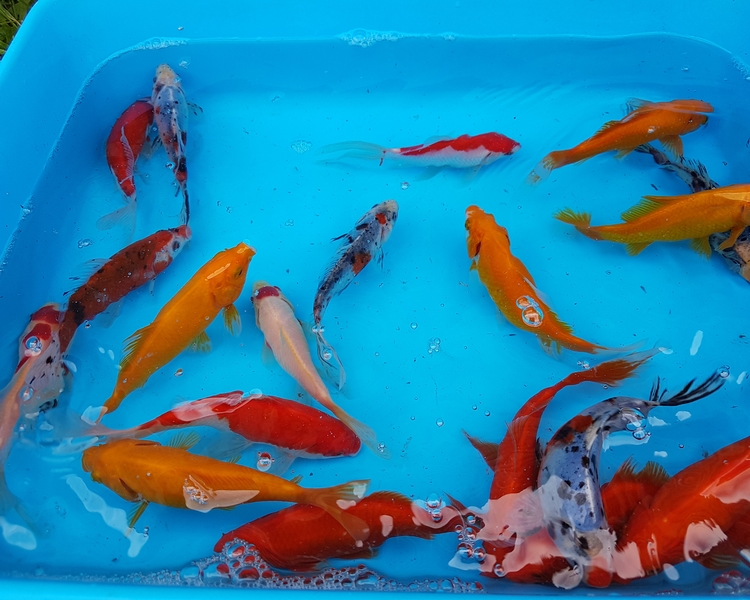 Assorted Standard Fin Koi Fish – 12 Live Pond Fish For Garden Ponds (3-4 Inches)