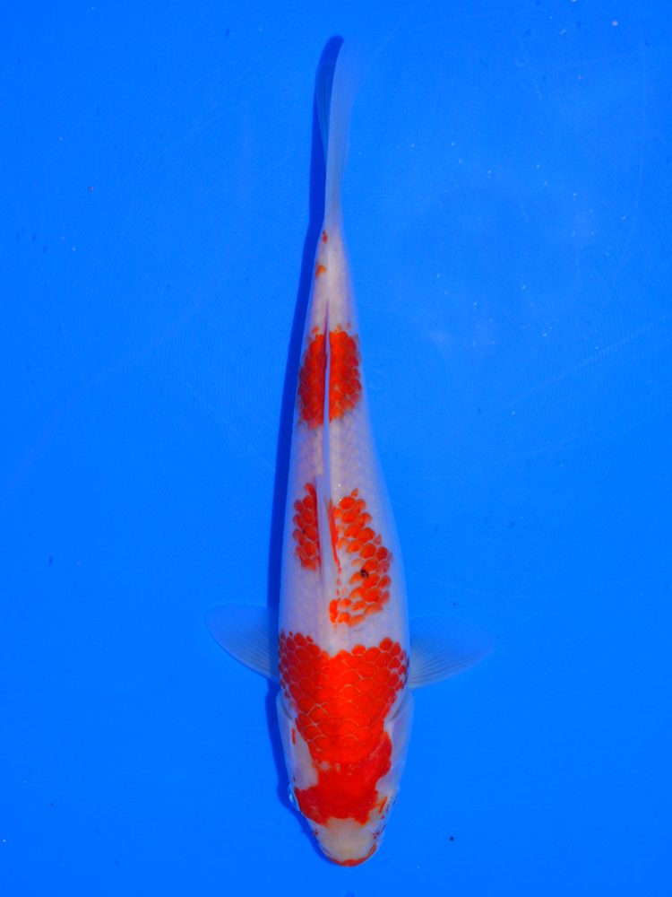 10" (25cm) Oofuchi Kohaku - #OF2008A