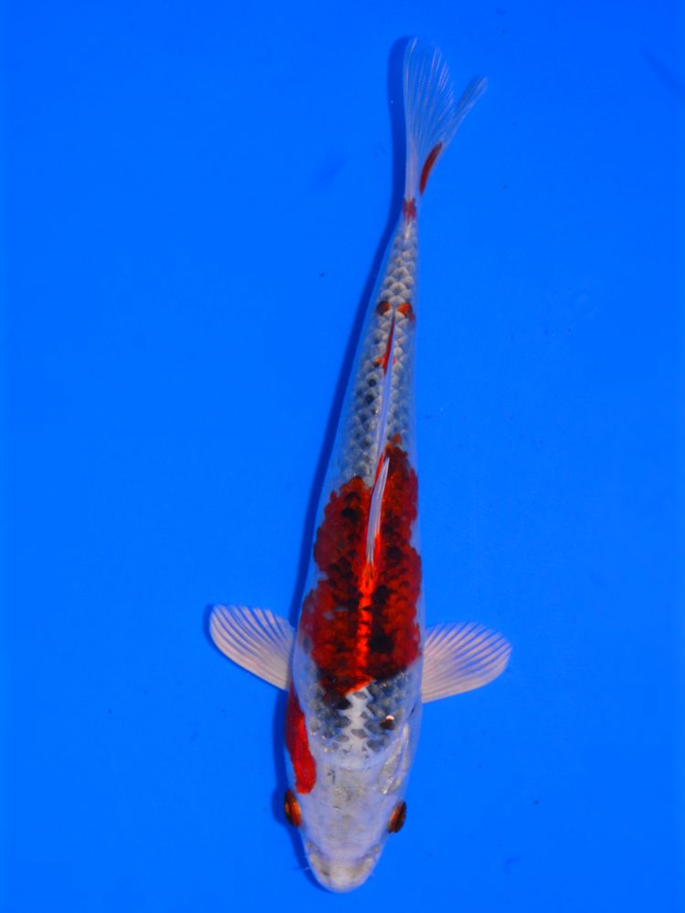 8.5" (21cm) Oofuchi Kujaku - #OF2008N