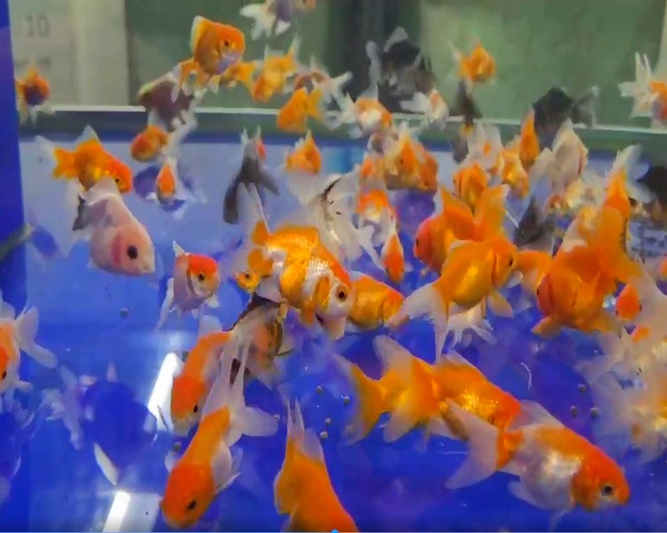 3-5cm Oranda Pond Fancy Goldfish Mix