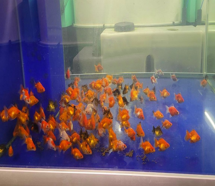 3-4cm Pond Fancy Ryukin Goldfish Mix