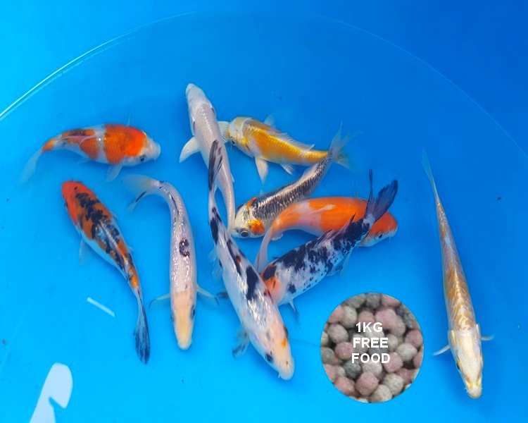 Small Koi Pack with 1kg FREE OSW Fish Food The Carp Co