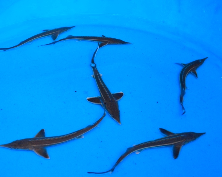 Dwarf Sturgeon (Sterlet) delivered to your door. The Carp Co