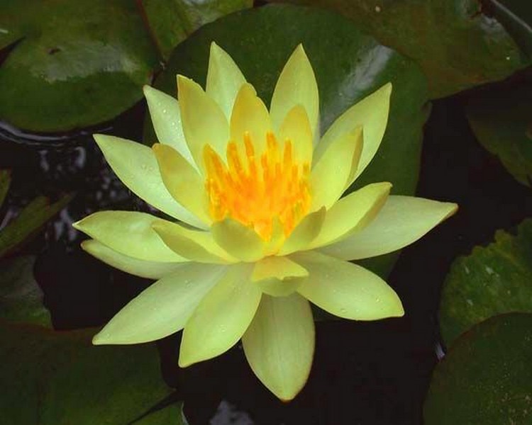 Nymphaea - Yellow Waterlily