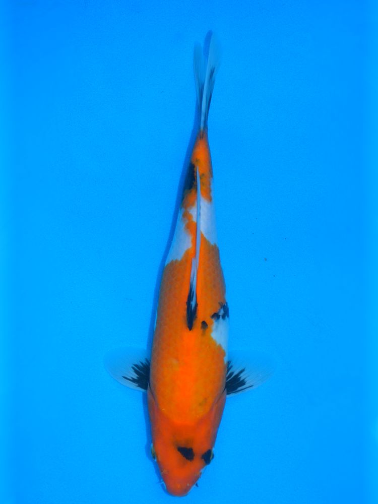 13" (33cm) Female Yoshikigoi Showa - Y0104G