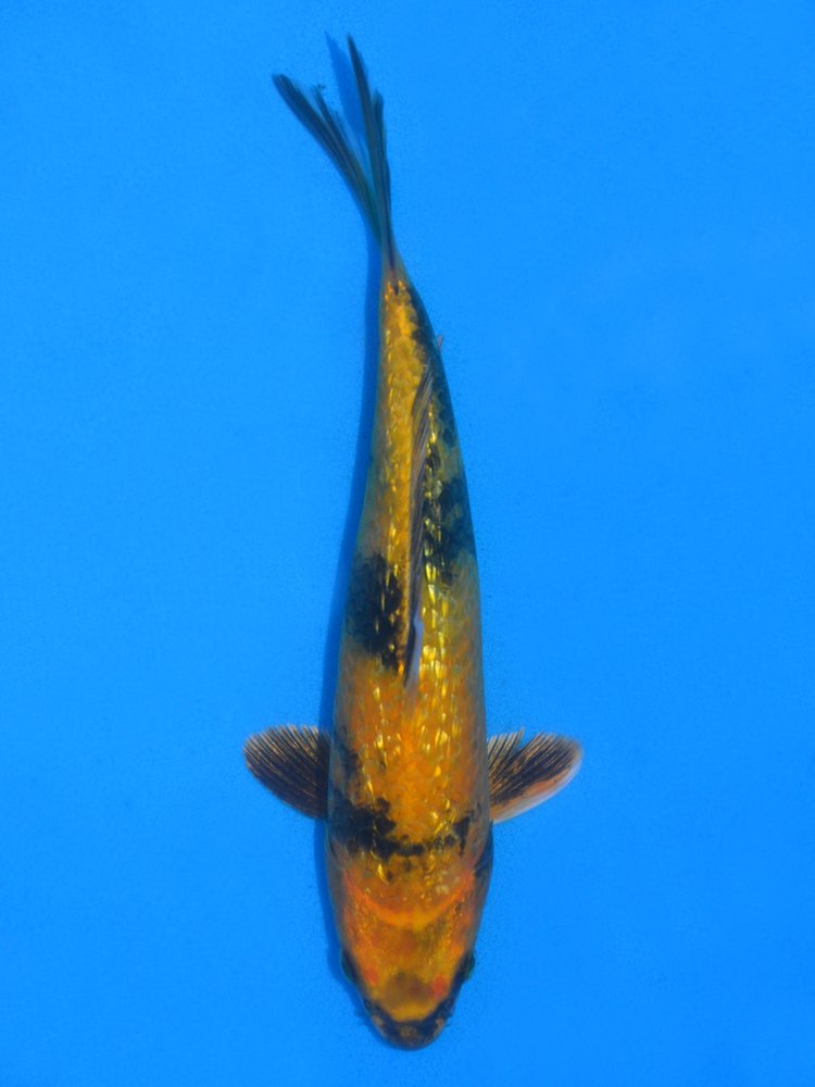 10" (25cm) Female Yoshikigoi Gin Rin Ki Utsuri - Y0110E