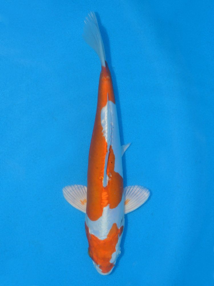 10" (25cm) Female Yoshikigoi Kikusui - Y0110J