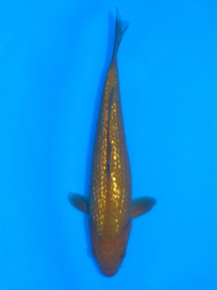 10" (25cm) Female Yoshikigoi Gin Rin Chagoi - Y0110T