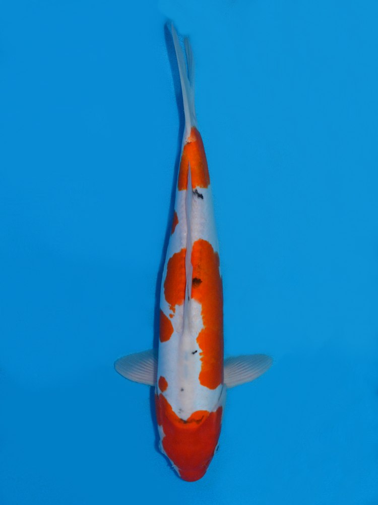 15.5" (39cm) Male Yoshikigoi Doitsu Sanke - Y0408A