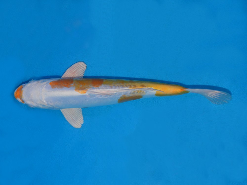 14" (35cm) Male Yoshikigoi Doitsu Hariwake - Y0408C