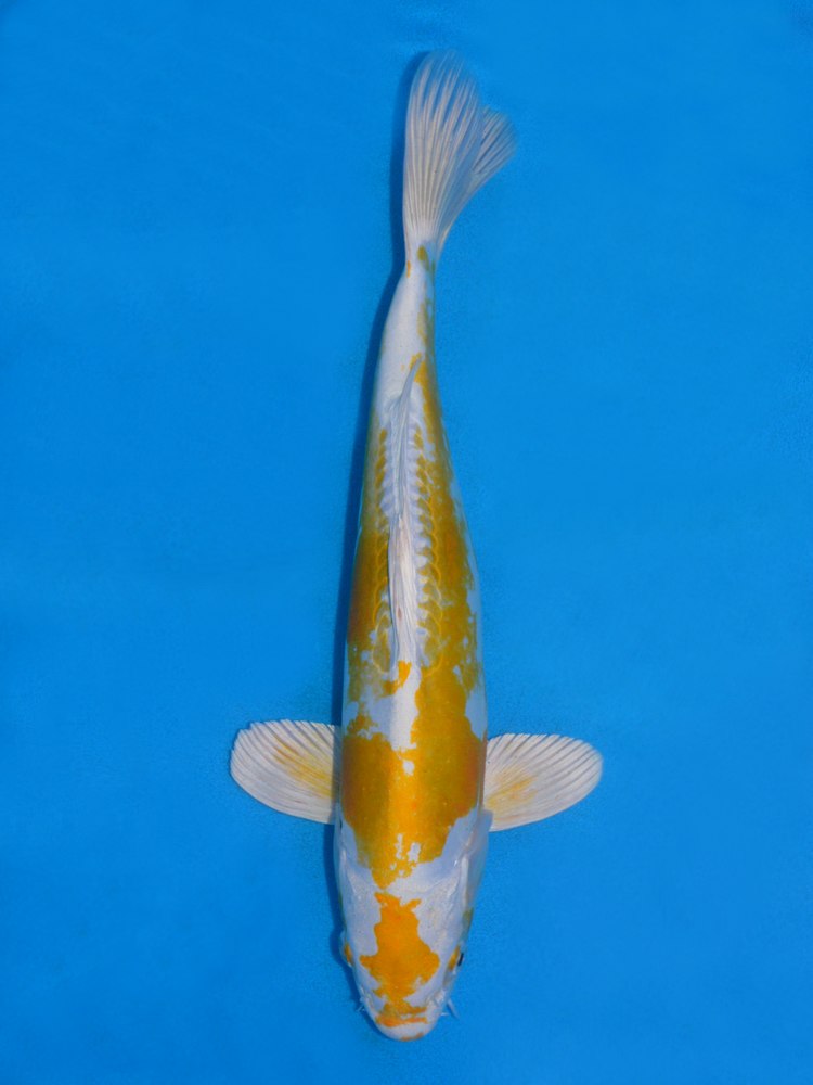 13.5" (34cm) Female Yoshikigoi Doitsu Hariwake - Y0408D