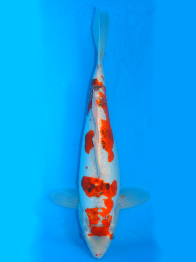 17.5" (44cm) Female Doitsu Goromo - Y0504L
