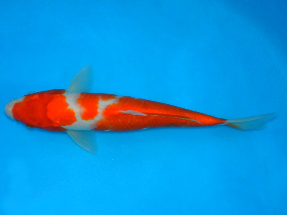 12" (30cm) Male Kohaku- Y0609A