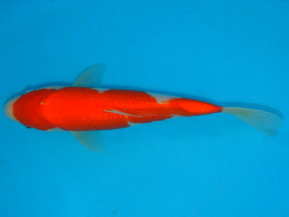 10.5" (26cm) Female Kohaku - Y0609D