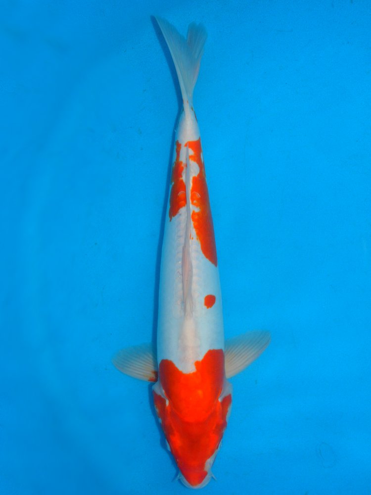 17" (43cm) Male Doitsu Kohaku - Y0609R