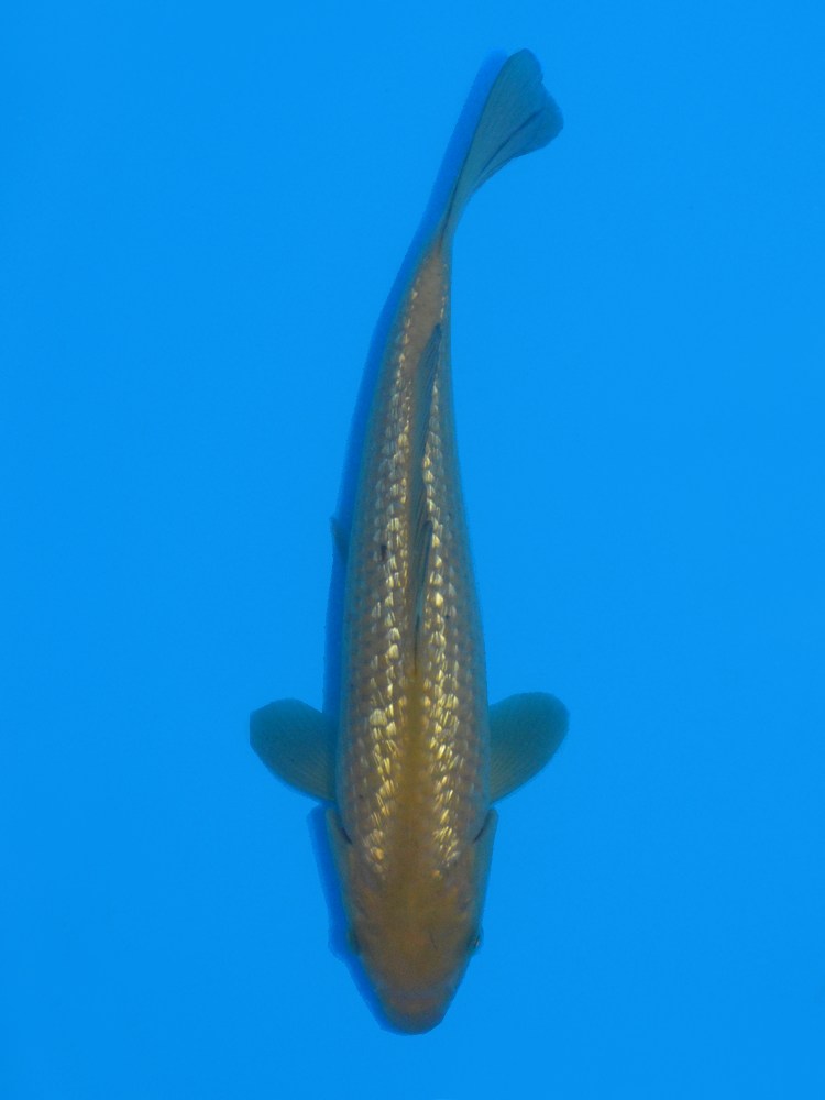 10" (25cm) Female Yoshikigoi Gin Rin Chagoi - Y0903E