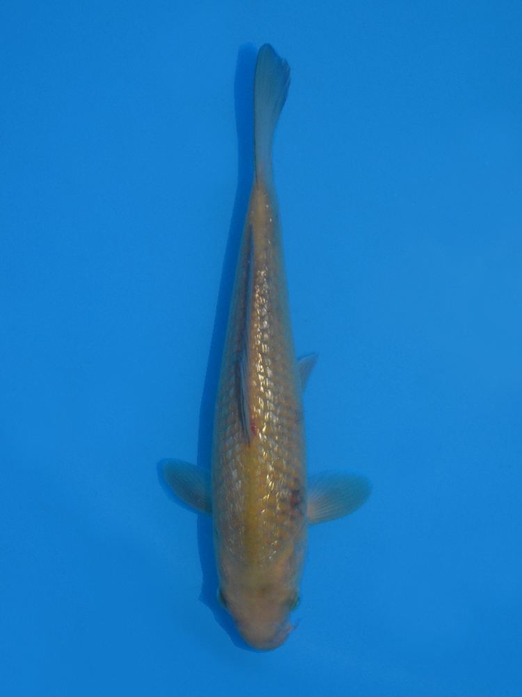 10" (25cm) Female Yoshikigoi Chagoi - Y0903N