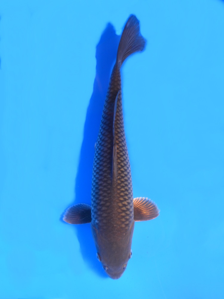 13" (33cm) Female Yoshikigoi Karasugoi - Y0905D