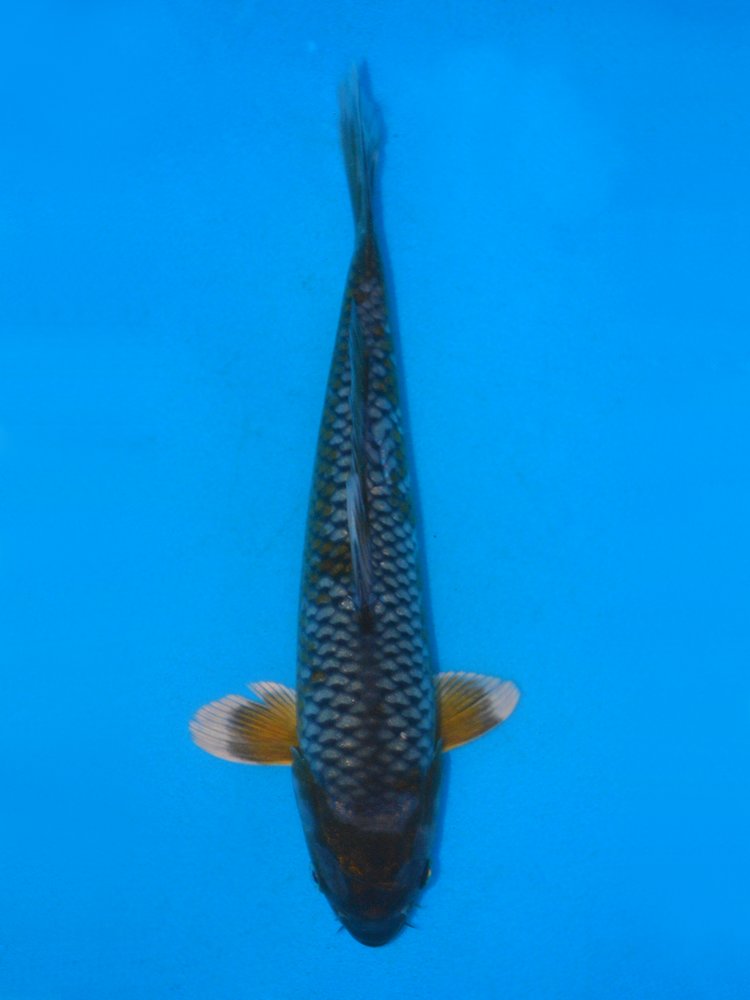 13" (33cm) Female Yoshikigoi Ochiba - Y1107L